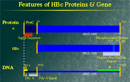 Hepatitis B Core Protein Domains