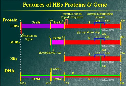 Hepatitis B Surface Protein Domains