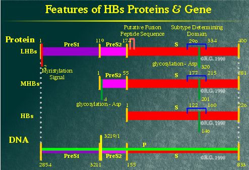 Robert S Hbv Page Hepatitis B Surface Proteins