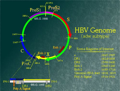 Hepatitis B Genome ORFs