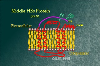 Middle/Medium Hepatitis B Surface Protein