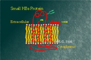 Robert S Hbv Page Hepatitis B Surface Proteins