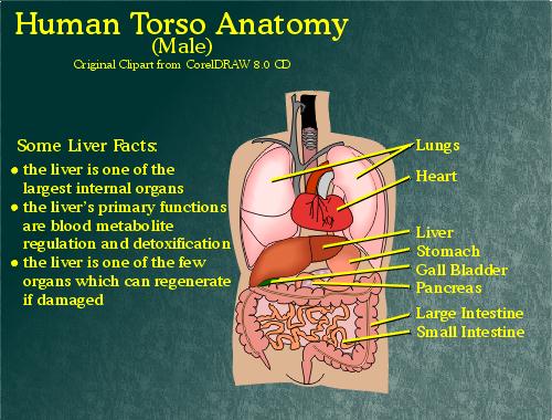 Torso Anatomy (human male)